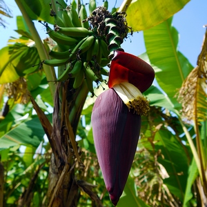 Bananier présentant un régime en formation et sa fleur - Bali  - collection de photos clin d'oeil, catégorie plantes
